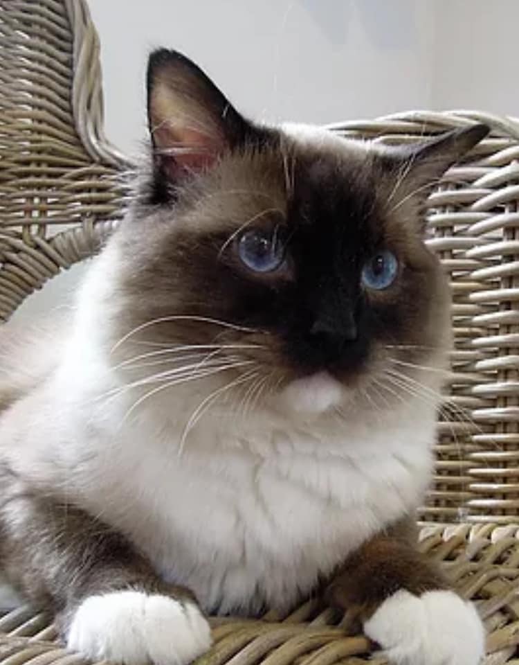 Obama Tara Tarika , PL