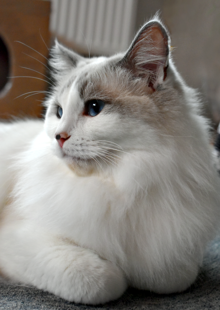 Abigail von Gashparko, SVK