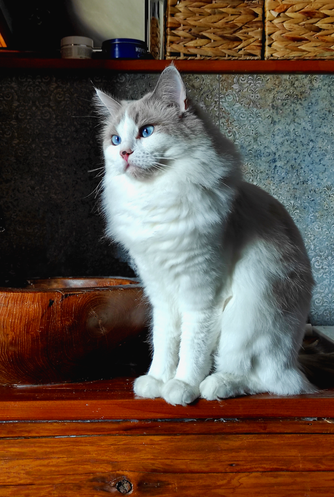 Abigail von Gashparko, SVK